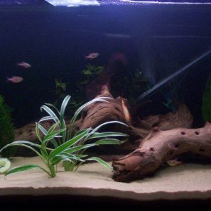 tankwithplants.jpg