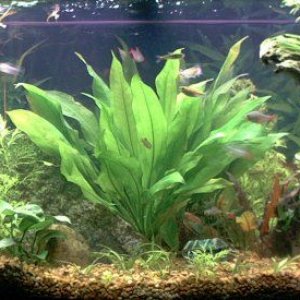 newtank.jpg