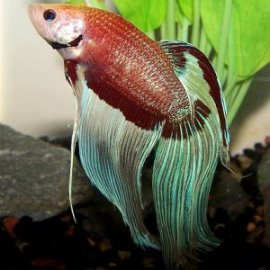 betta_may2.jpg
