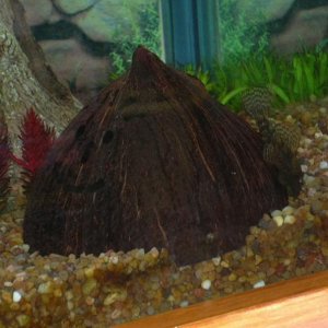 CoconutCave_2.jpg