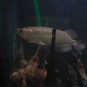 jardini_arowana.jpg