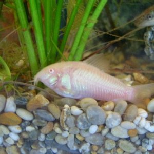 albino_cory.JPG