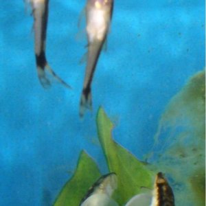 3_otos.JPG