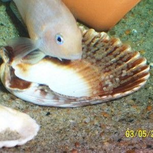 pinkseggs3.jpg
