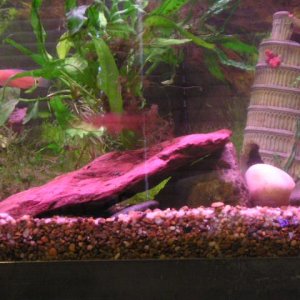 Andrew__s_tanks_2_066.jpg