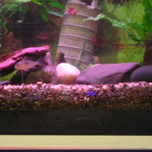 Andrew__s_tanks_2_077.jpg