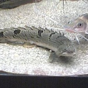 bichir_1.jpg