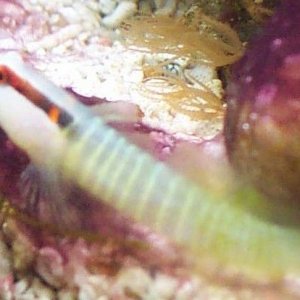 gb_goby4.jpg