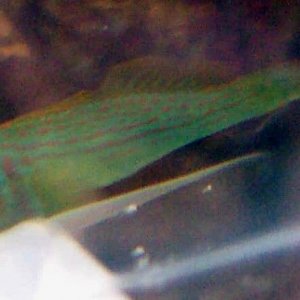 fc_goby2.jpg