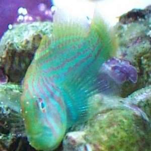 gc_goby2.jpg