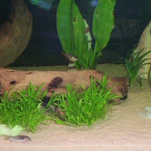 tank4.jpg