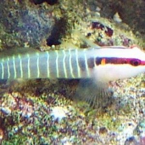 gb_goby_sm.jpg