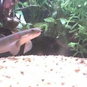 senegal_bichir_2.jpg