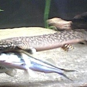 bichir_2.jpg