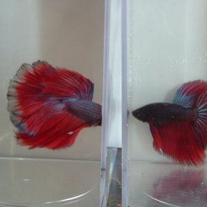 RED1vsRED2.jpg