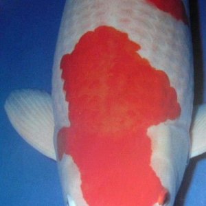 Kohaku.JPG