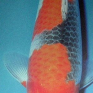 little_koi.JPG