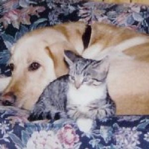 Roscoe_and_rufus.jpg