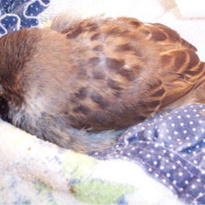 sparrow2.jpg
