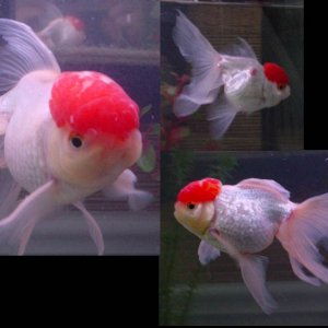 SickFishTogether.jpg