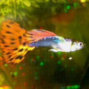 yetmorefishpics_001.jpg