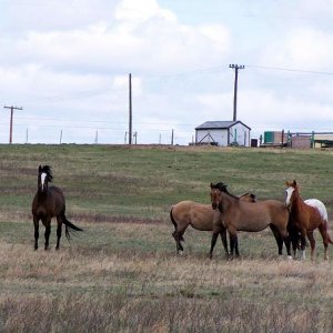 pasture_2.jpg