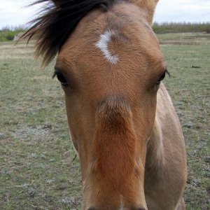 babyhorse.jpg