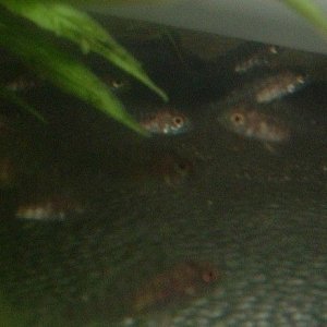 ngara_babies2.jpg