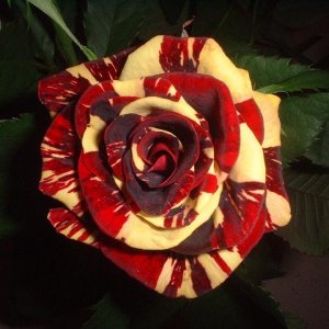 goodrose.JPG