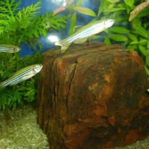 zebra_danios.jpg