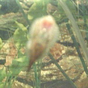 ID_please2.JPG