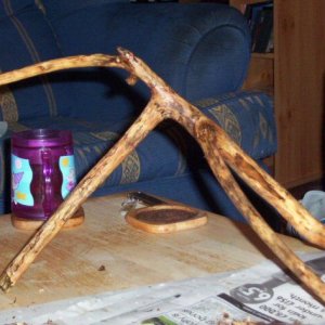 branch.jpg