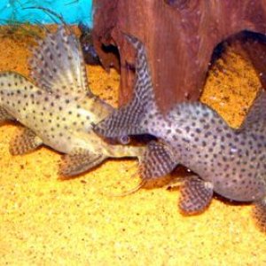 syno__pair.jpg