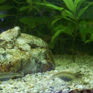 shrimp2.JPG