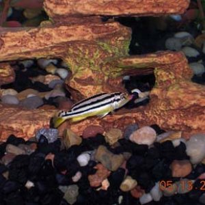 cichlid.jpg