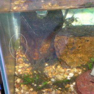 Andrew__s_tanks_2_039.jpg