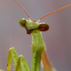 prayingmantis_pod14.5.jpg