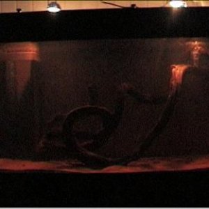 reef1_363.jpg