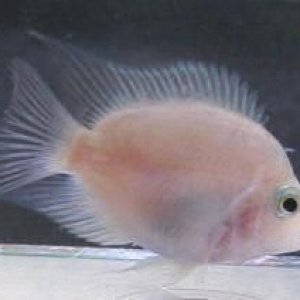 fish.JPG