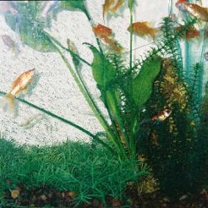 goldfish2_resized_.jpg