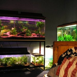 Andrew__s_tanks_3_043.jpg