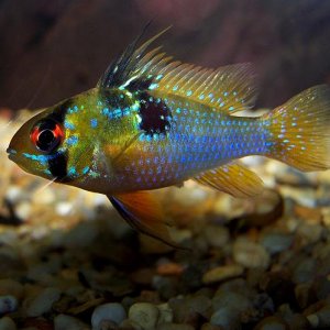 blue_ram_may_17.jpg