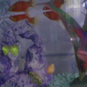 My_fish.jpg