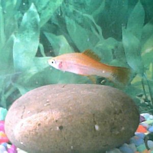 female_swordtail001.jpg