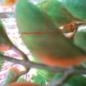 baby_swordtails002.jpg