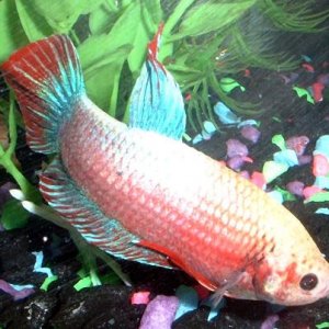 betta.JPG