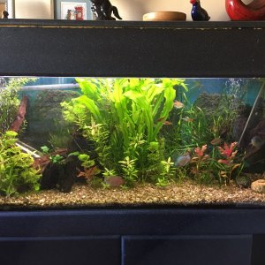 Nancys Tank.jpg