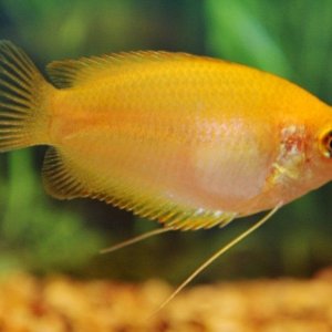 gourami-7hn7jf4tzi_v_1518471251.jpg