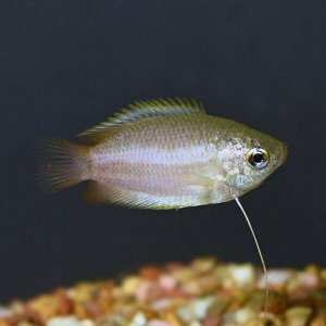 lg_89814_Honey_Dwarf_Gourami.jpg