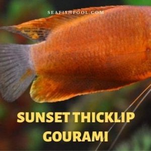 sunset-thicklip-gourami (1).jpg